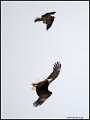 _1SB9248 opsrey harrassing bald eagle